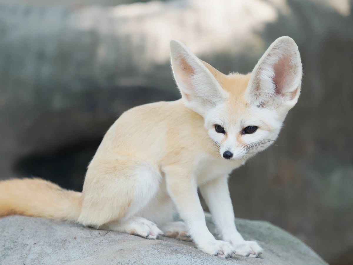 Fennec Fox in the wild