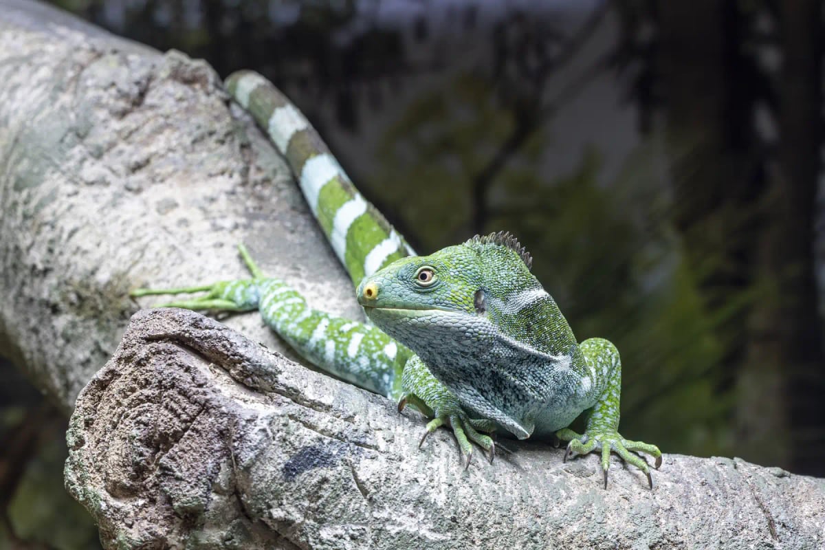 Fiji Crested Iguana