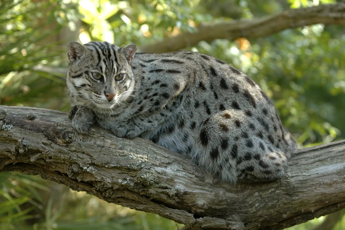 Fishing Cat in the wild