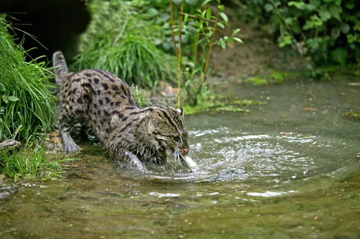 Fishing Cat in the wild