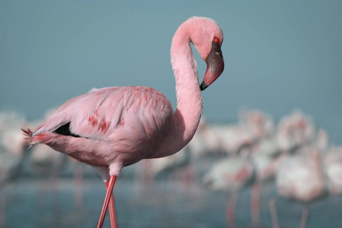 Flamingo