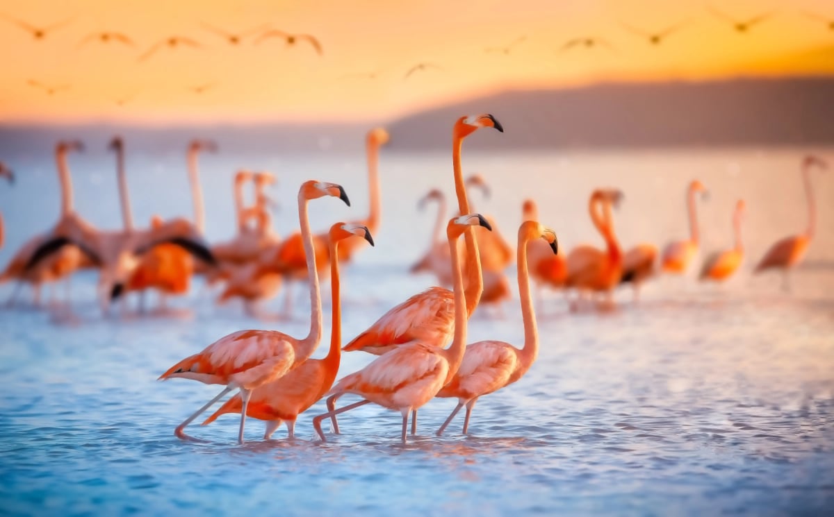 Flamenco en la naturaleza