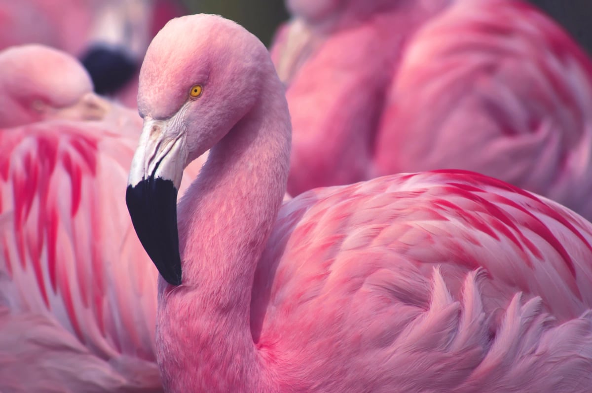 Flamenco en la naturaleza