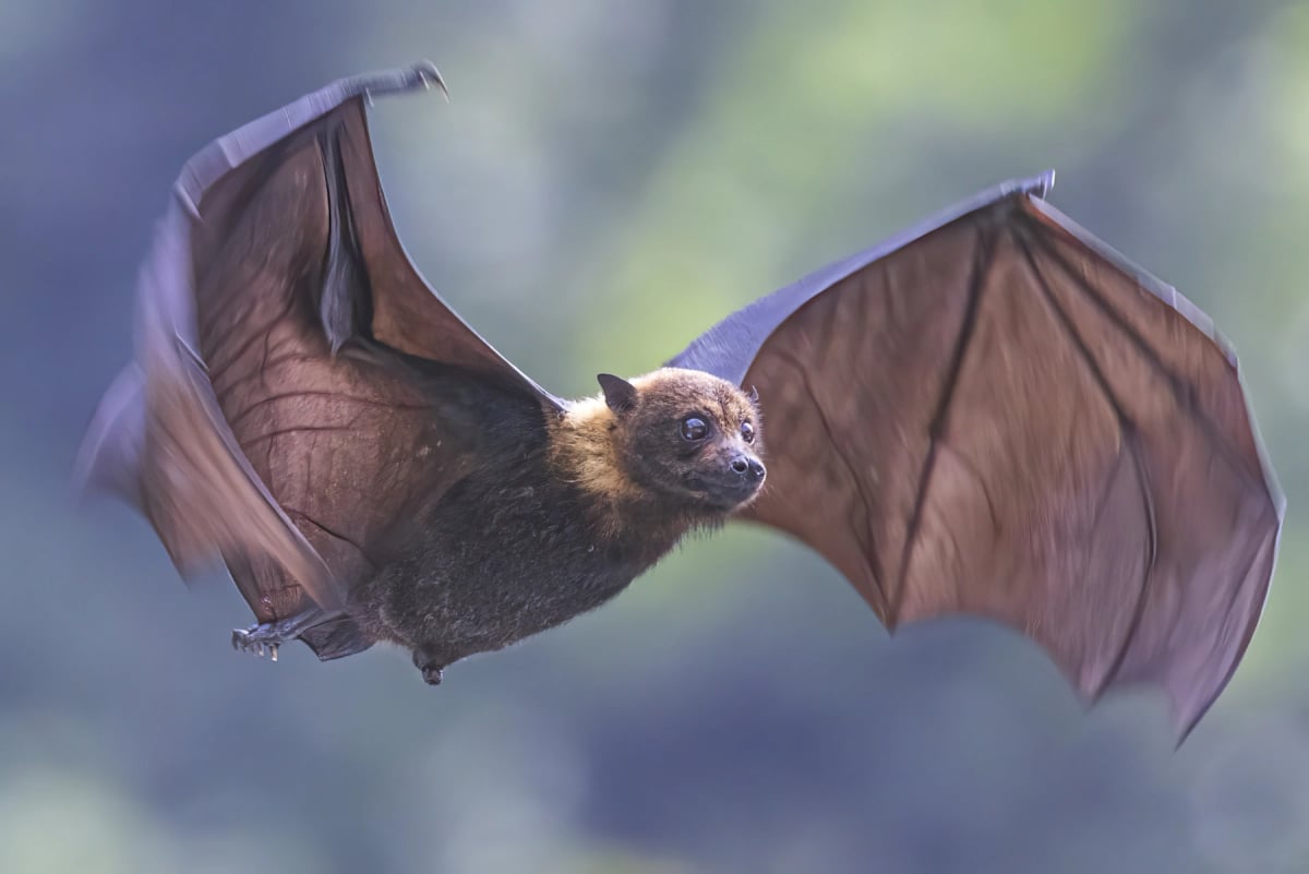 Fruit Bat