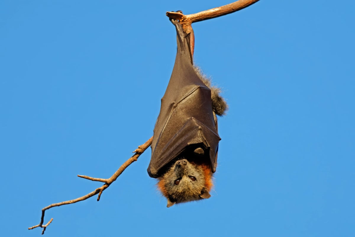 Murciélago de la fruta en la naturaleza