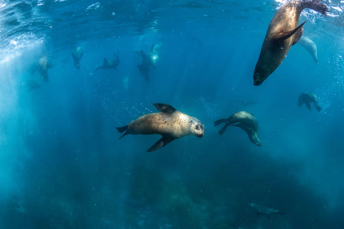Lobo marino en la naturaleza