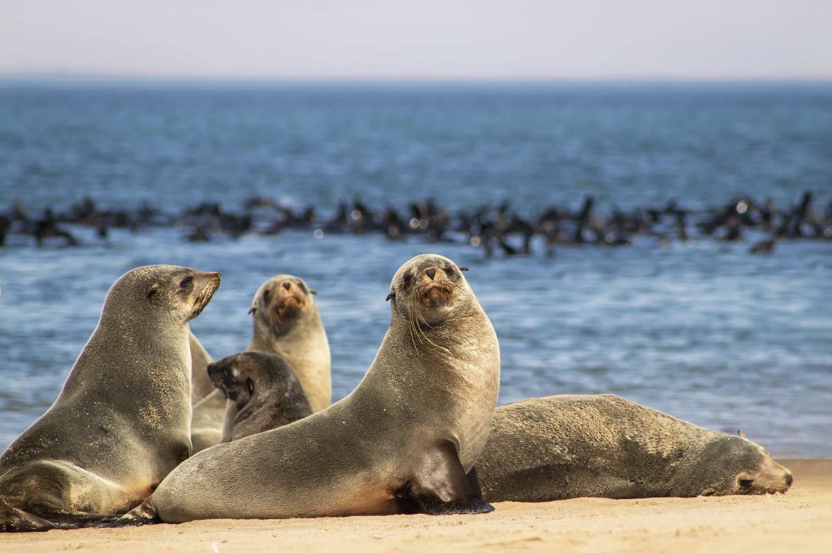 Lobo marino en la naturaleza