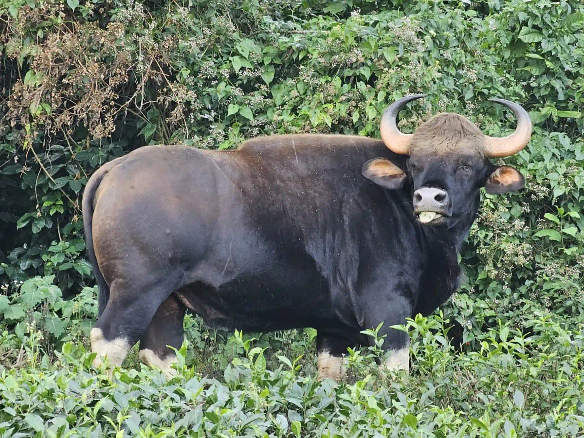 Gaur