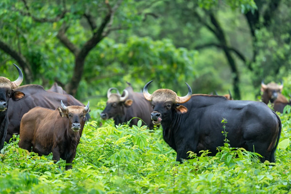 Gaur en la naturaleza