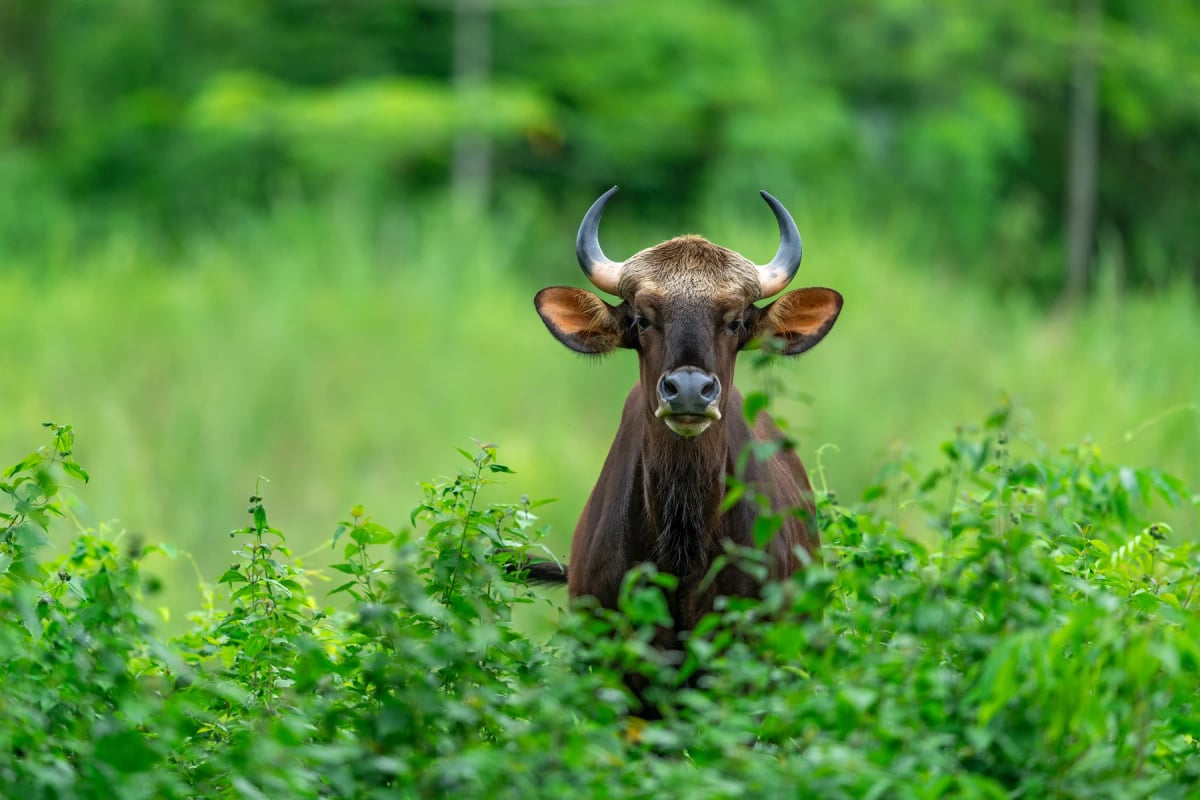 Gaur en la naturaleza