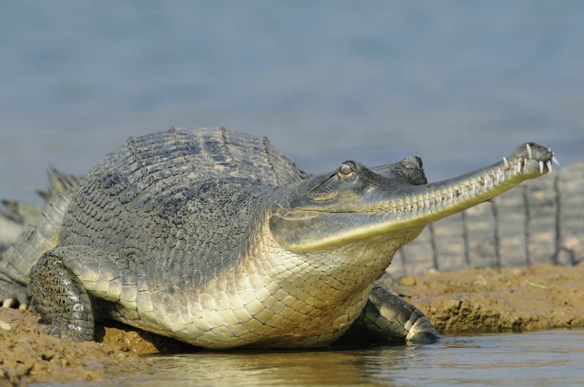Gavial