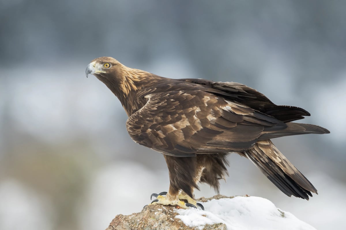 Golden Eagle