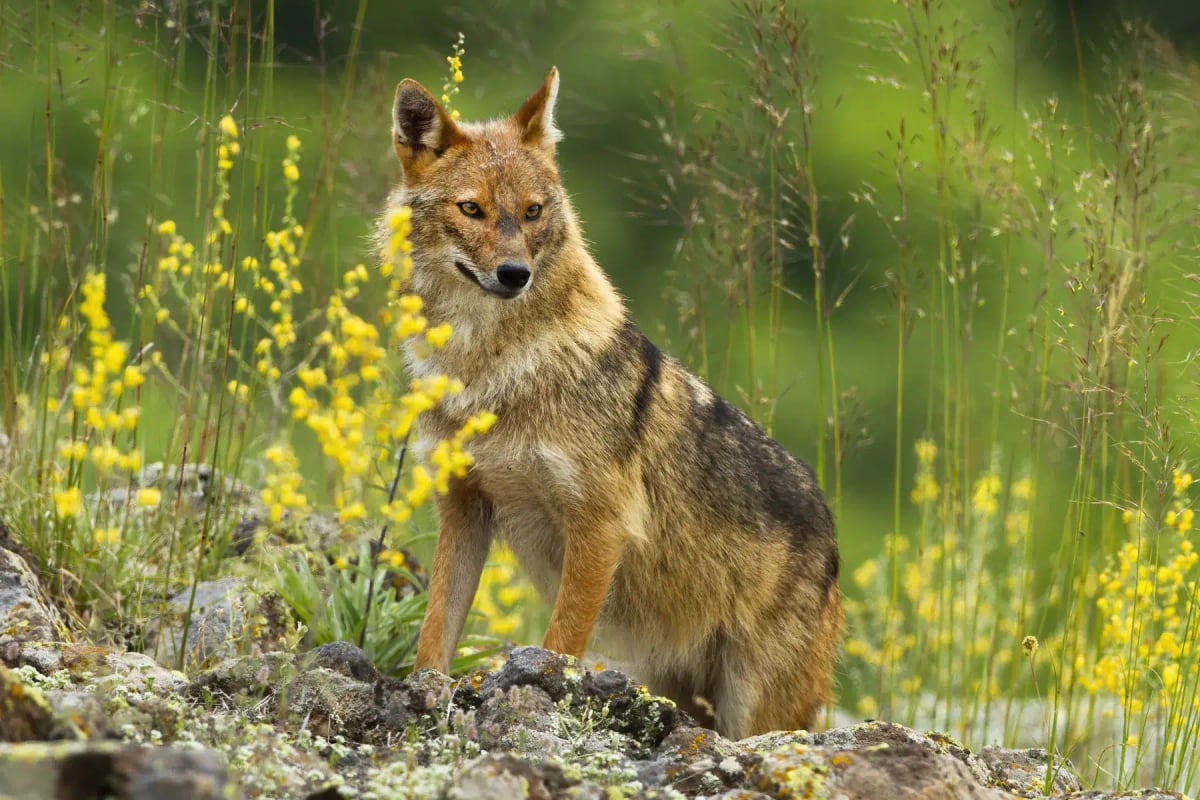 Golden Jackal