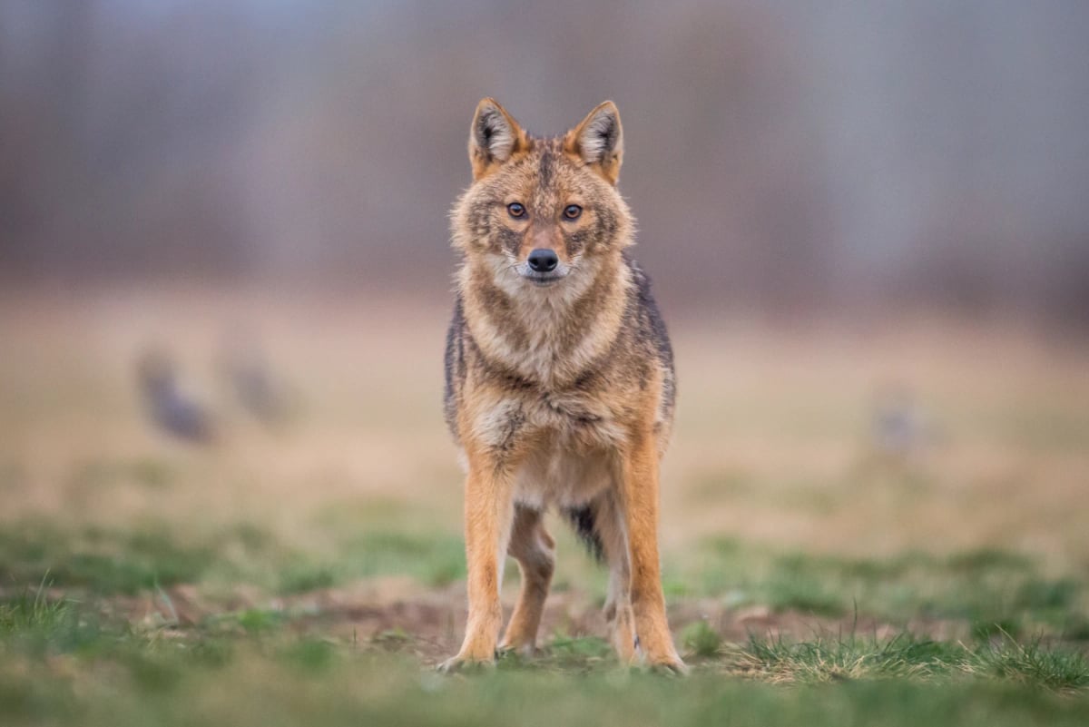 Golden Jackal