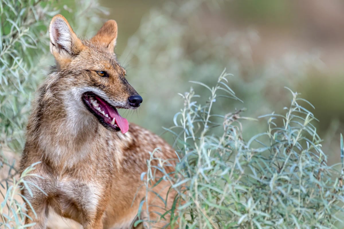 Golden Jackal