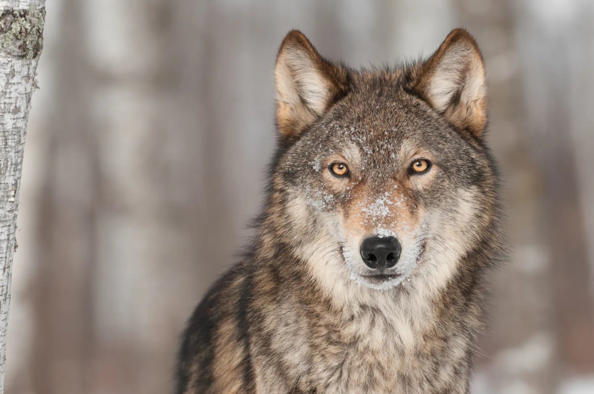 Gray Wolf