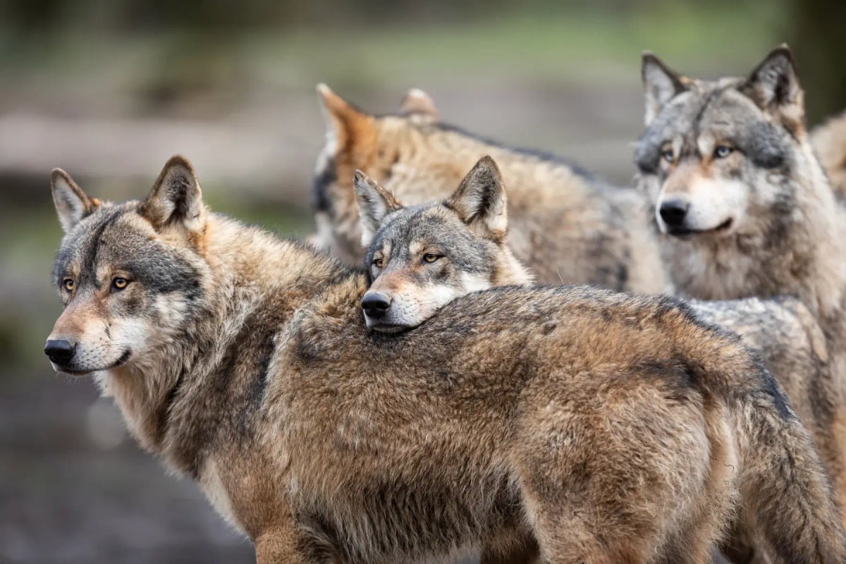 Gray Wolf