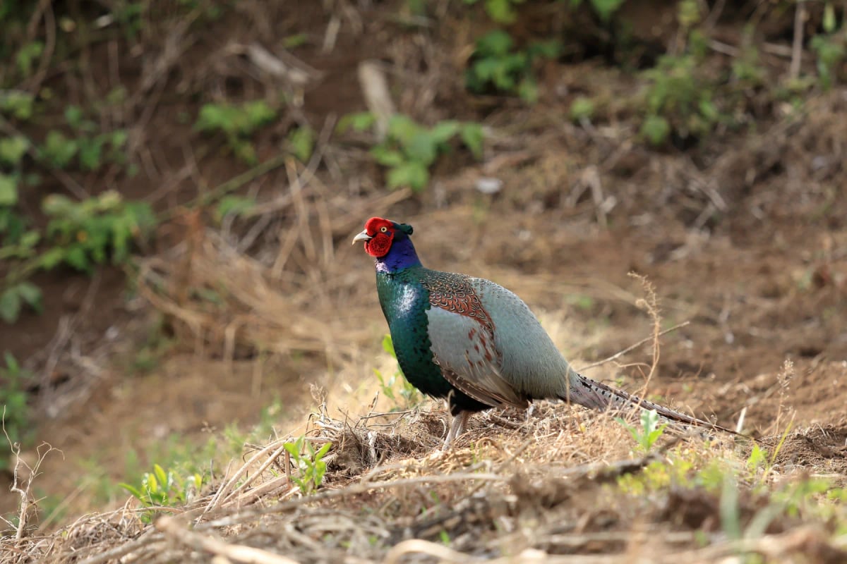 Faisán Verde Japonés en la naturaleza