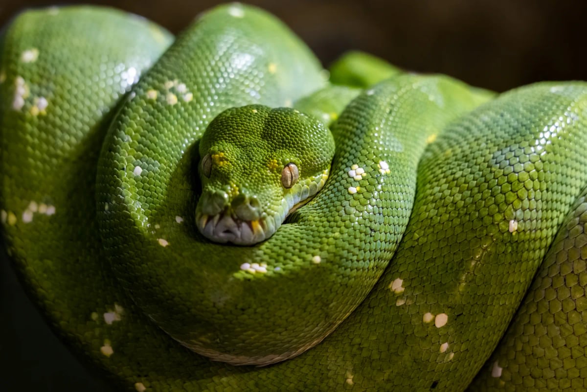 Green Tree Python