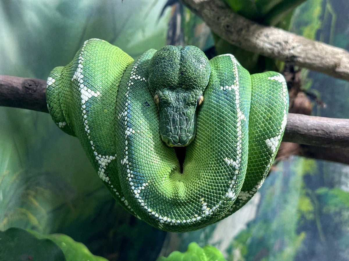 Green Tree Python in the wild