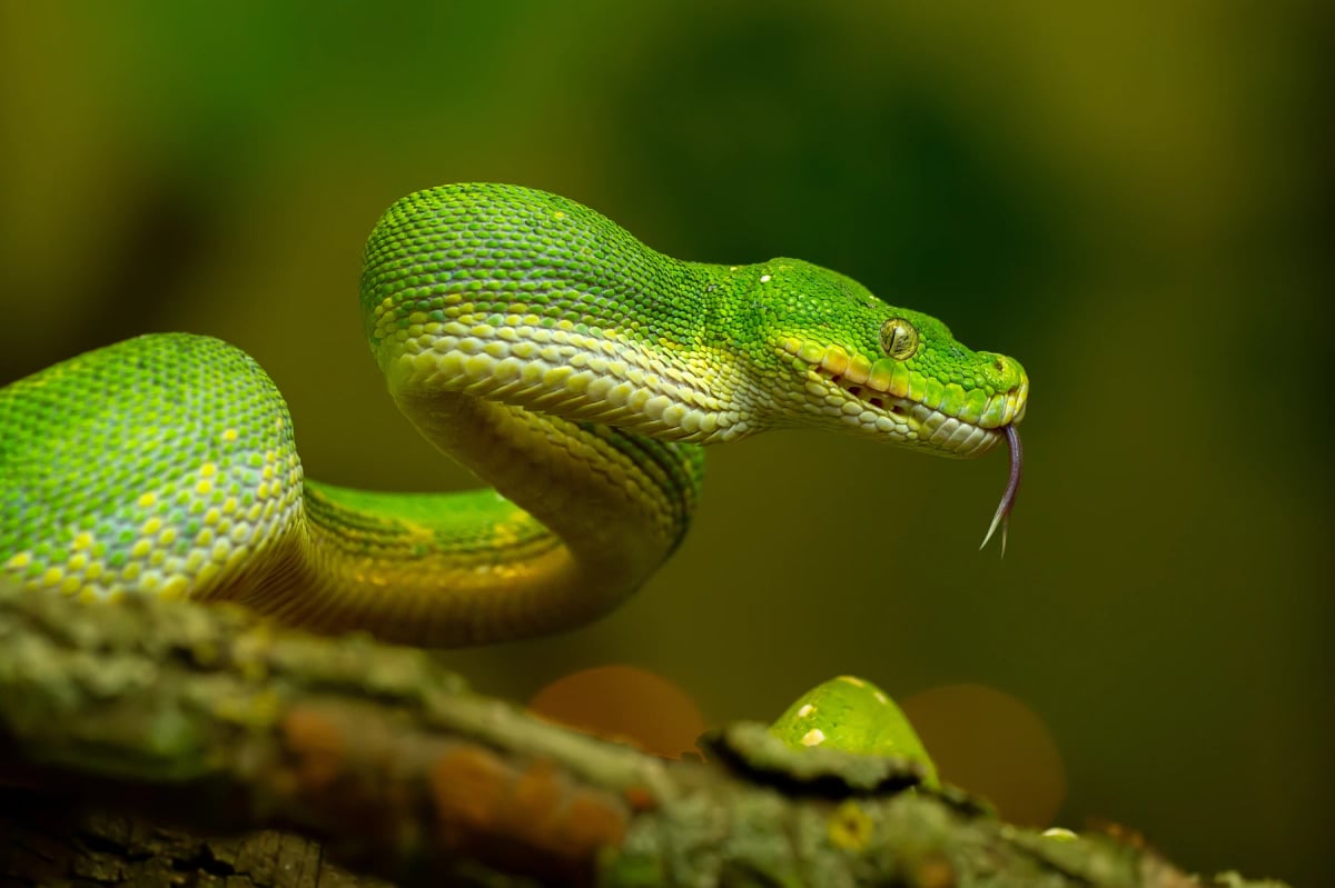 Green Tree Python in the wild