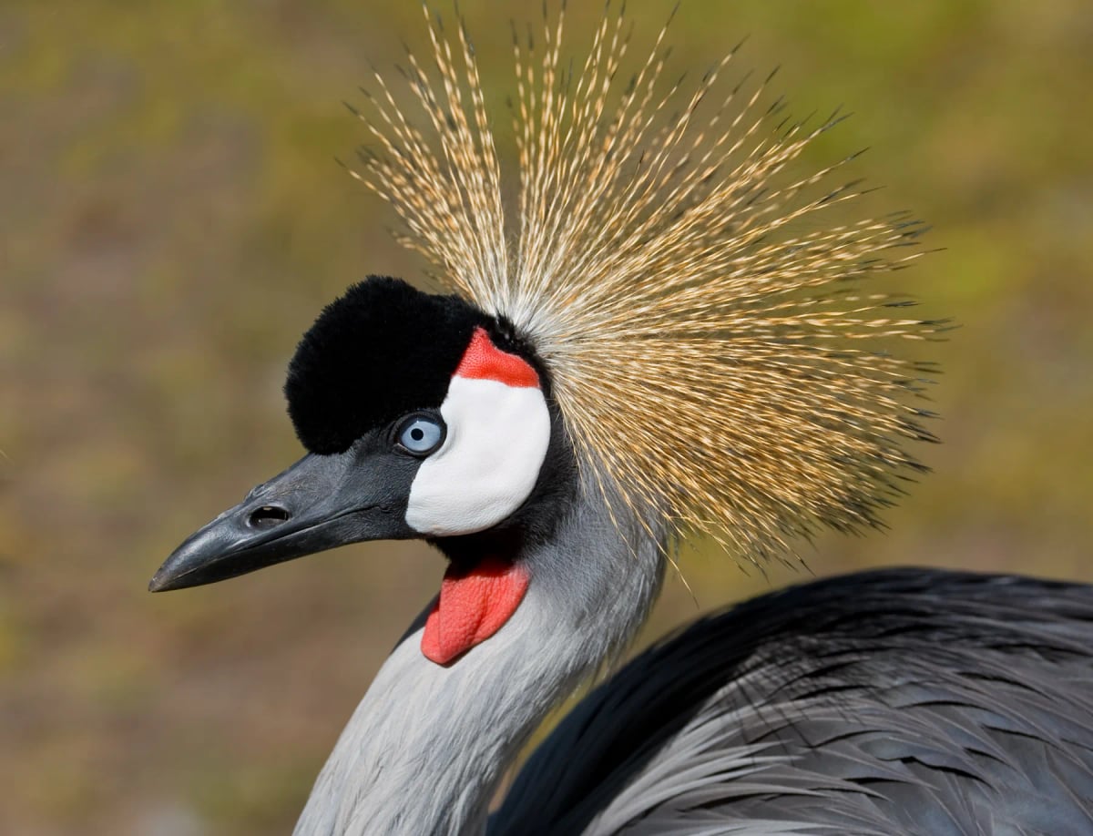 Grulla coronada gris en la naturaleza
