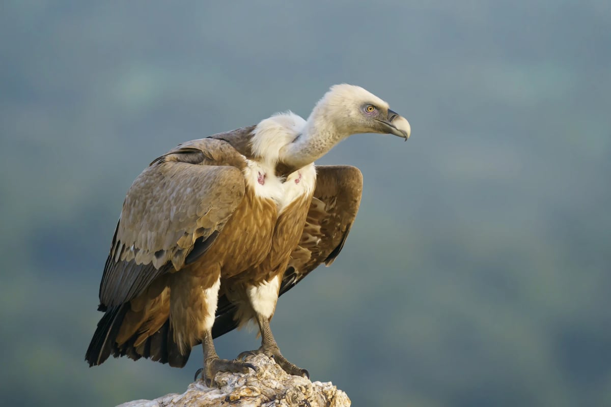 Griffon Vulture