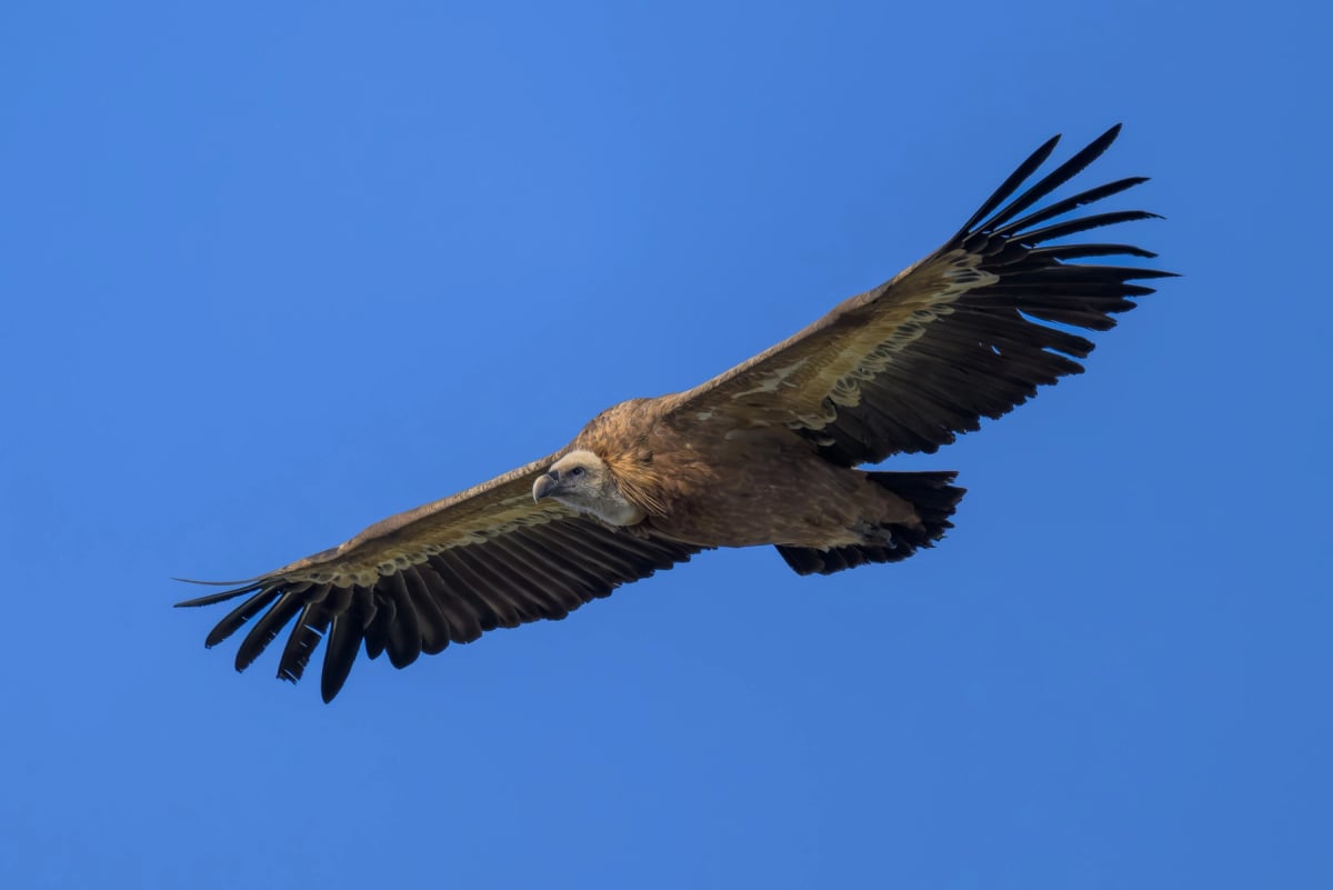 Griffon Vulture in the wild