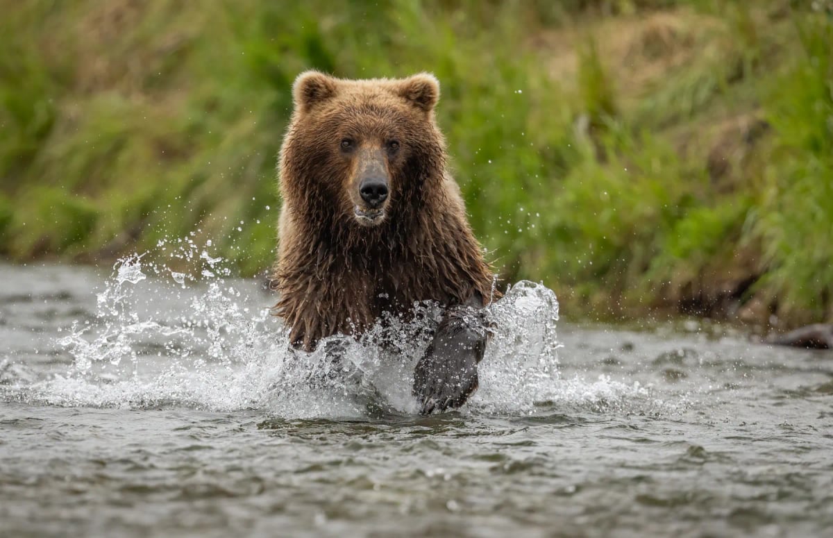 Grizzly Bear
