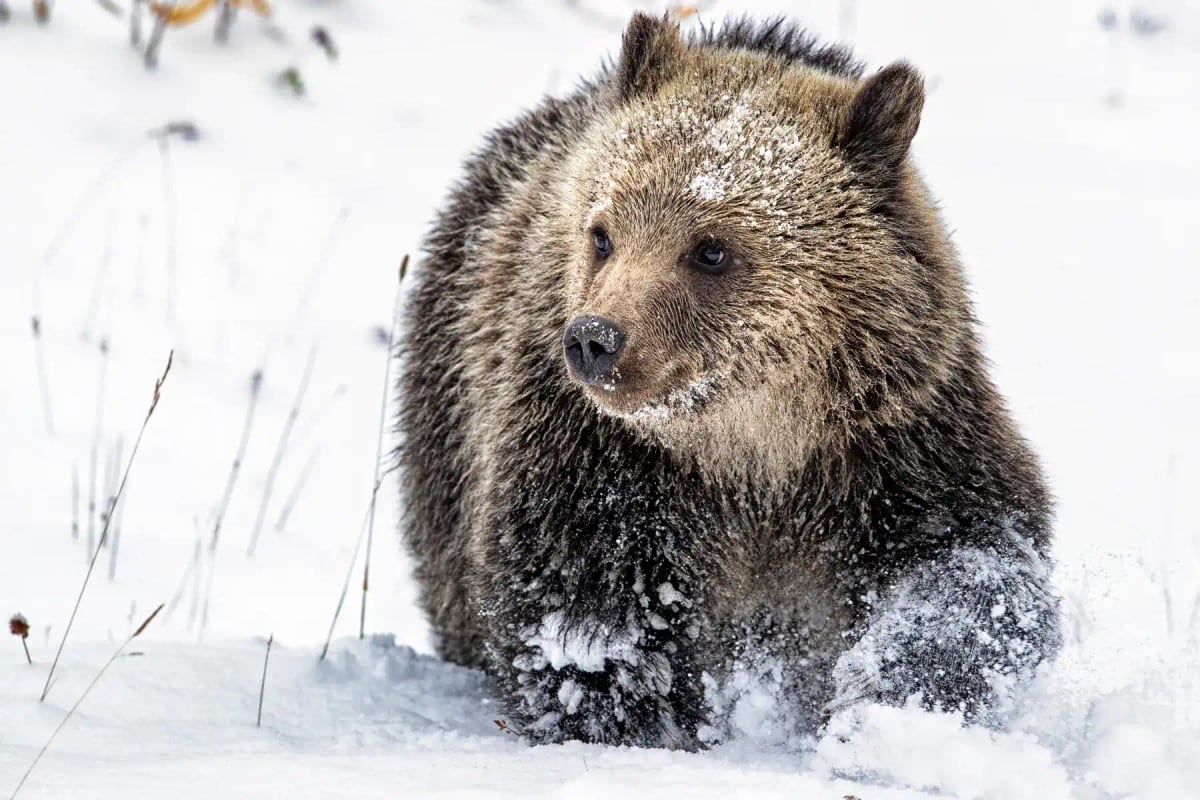 Oso grizzly en la naturaleza