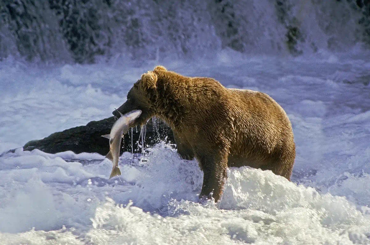 Oso grizzly en la naturaleza
