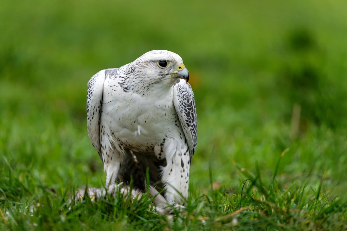 Gyrfalcon
