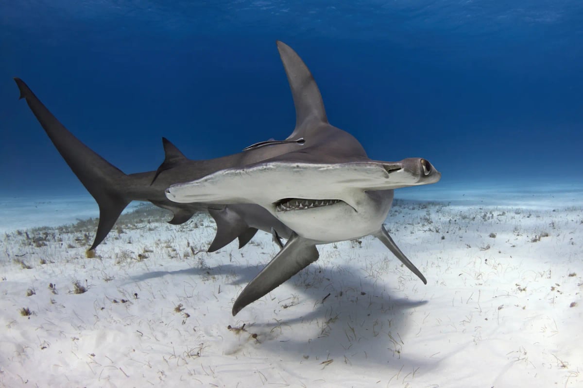 Hammerhead Shark