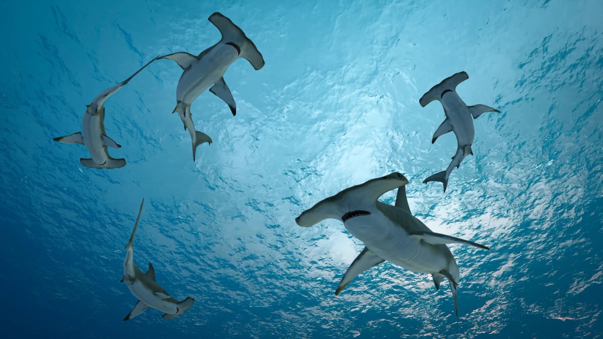Hammerhead Shark