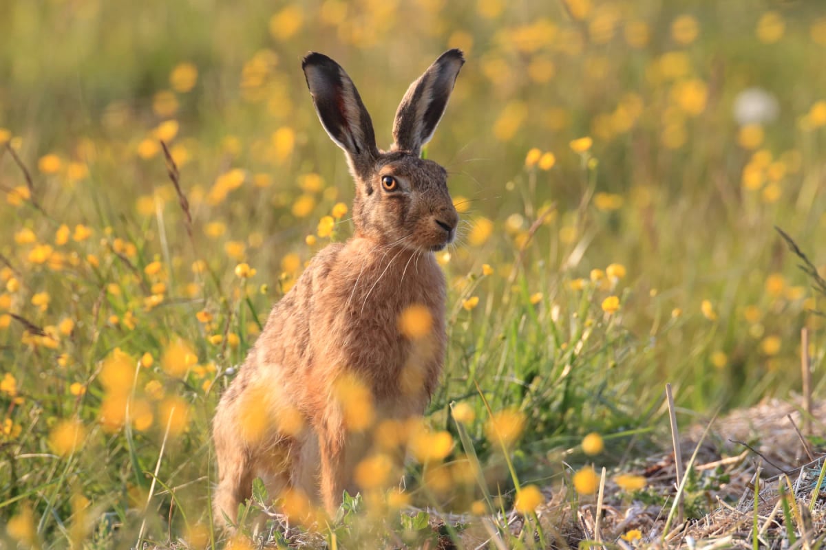 Hare