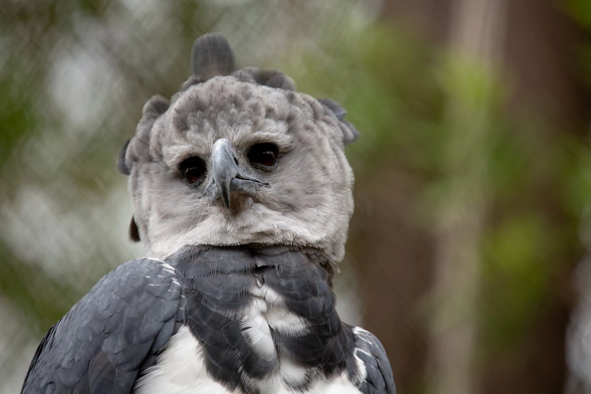 Águila Arpía en la naturaleza