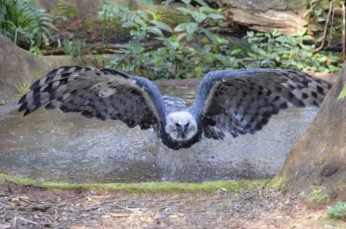 Águila Arpía en la naturaleza