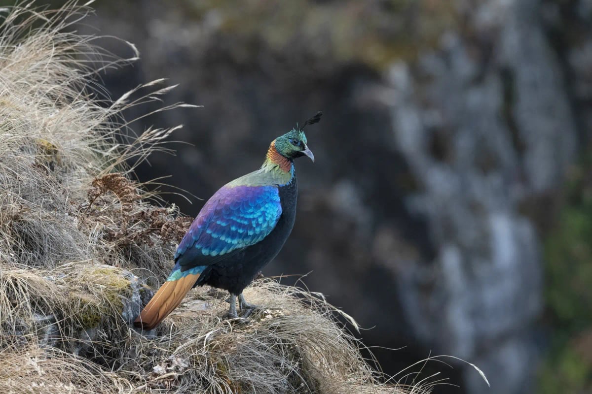 Monal Del Himalaya