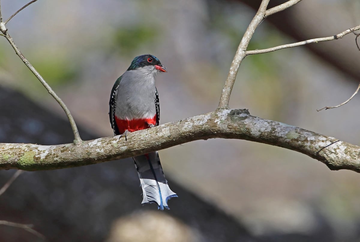 Hispaniolan Trogon