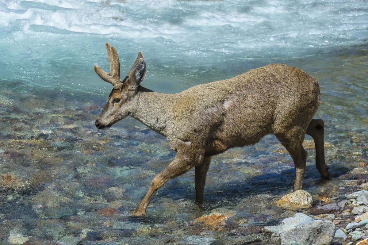Huemul