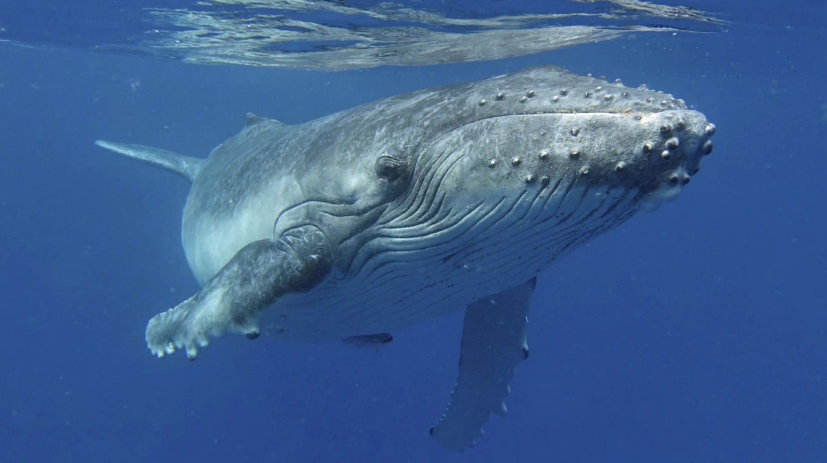 Humpback Whale