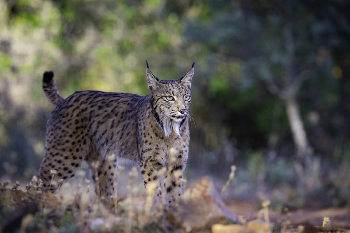 Iberian Lynx