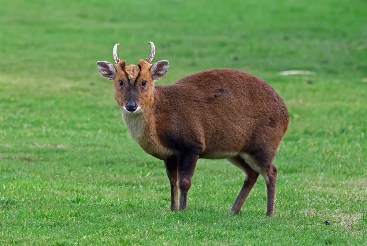 Southern Red Muntjac