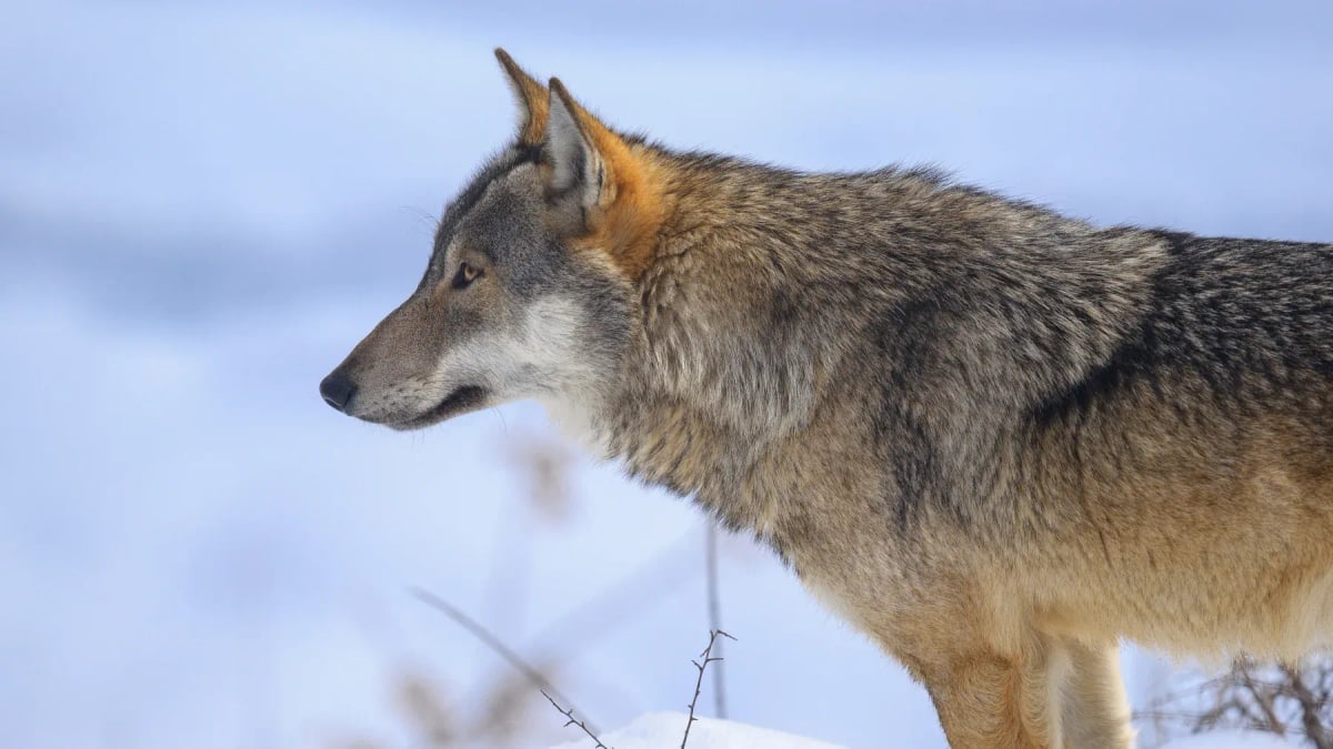 Italian Wolf