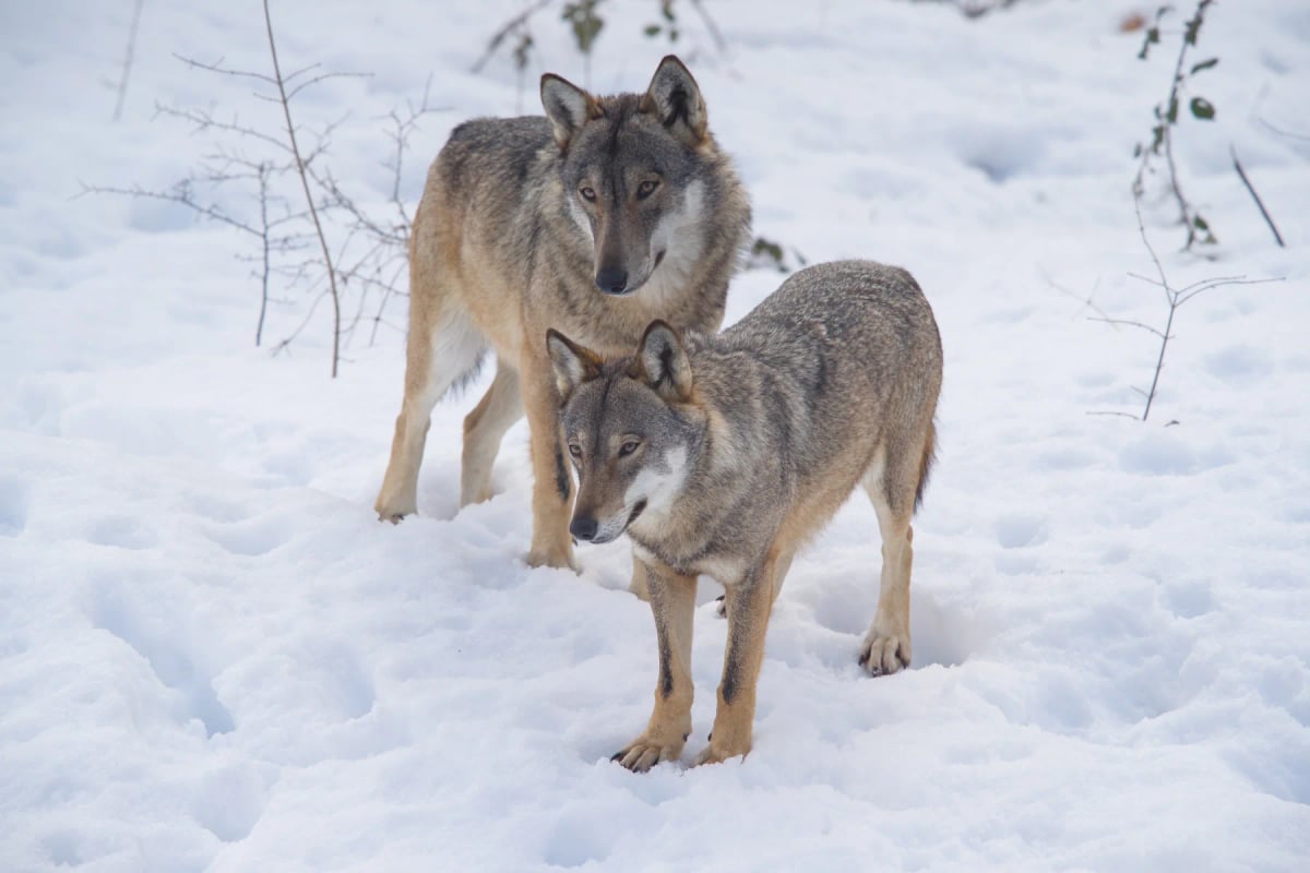 Lobo italiano en la naturaleza