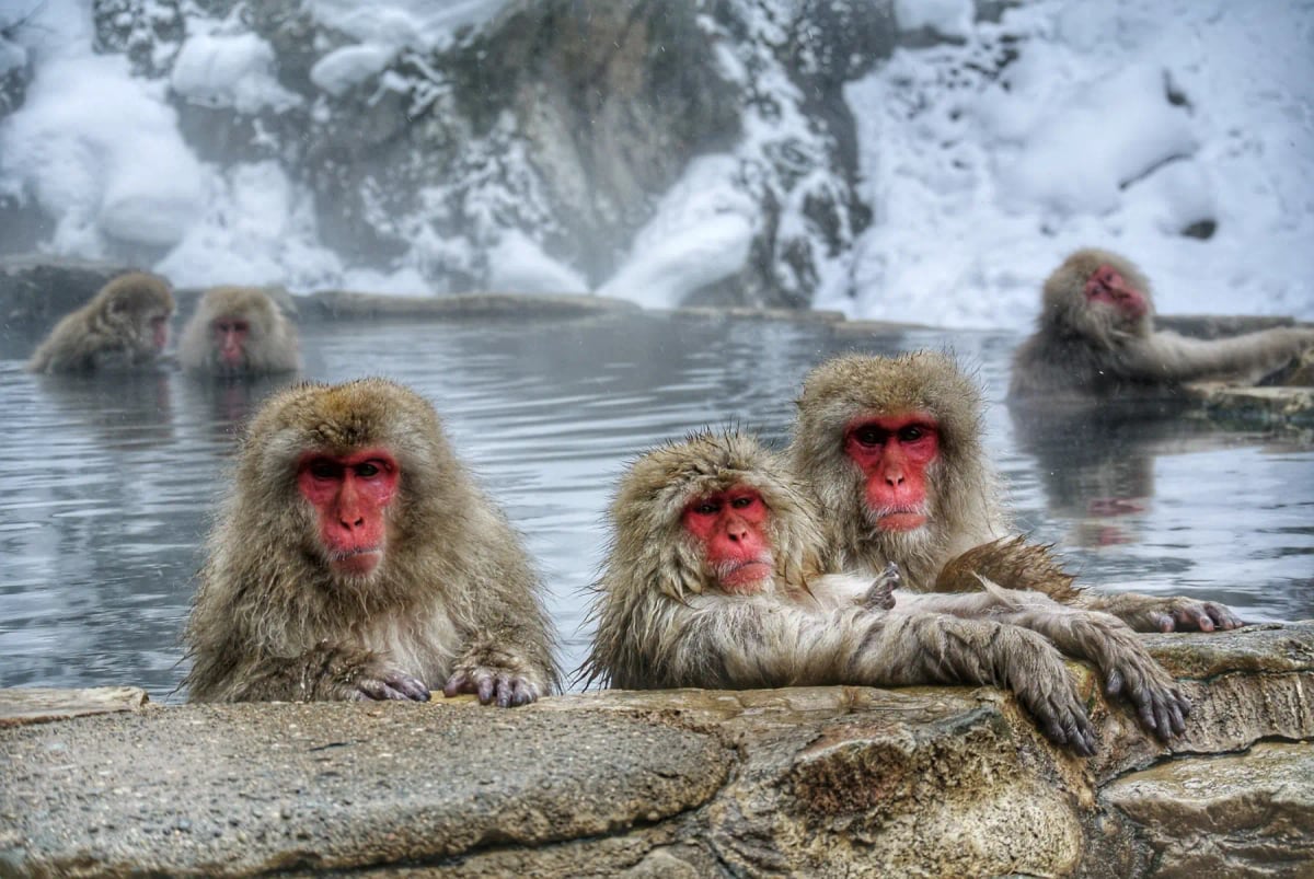 Macaco japonés