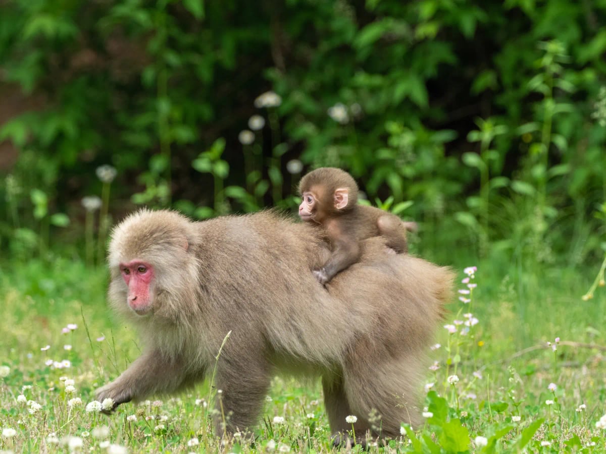 Macaco japonés en la naturaleza