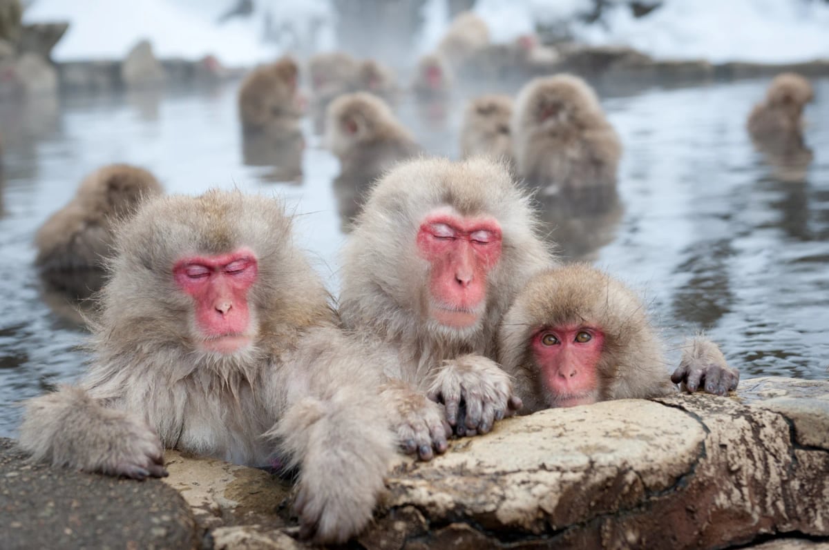 Macaco japonés en la naturaleza