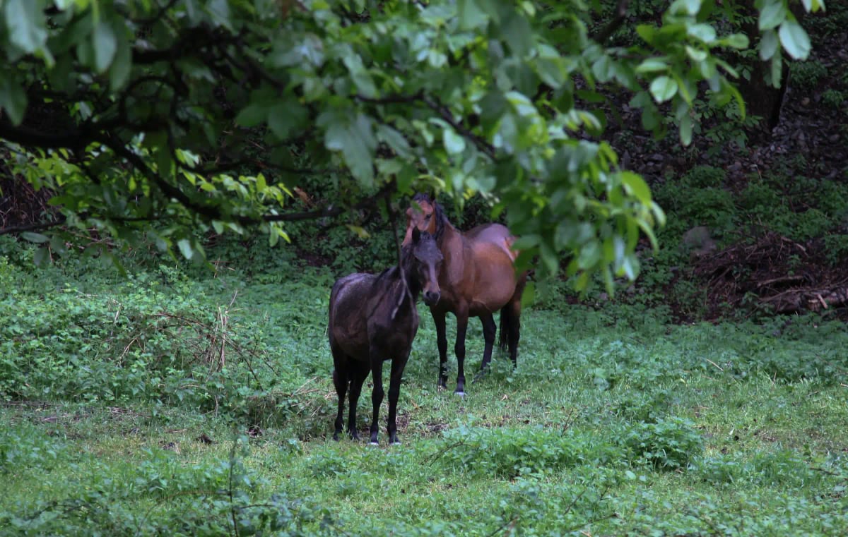 Caballo De Karabaj