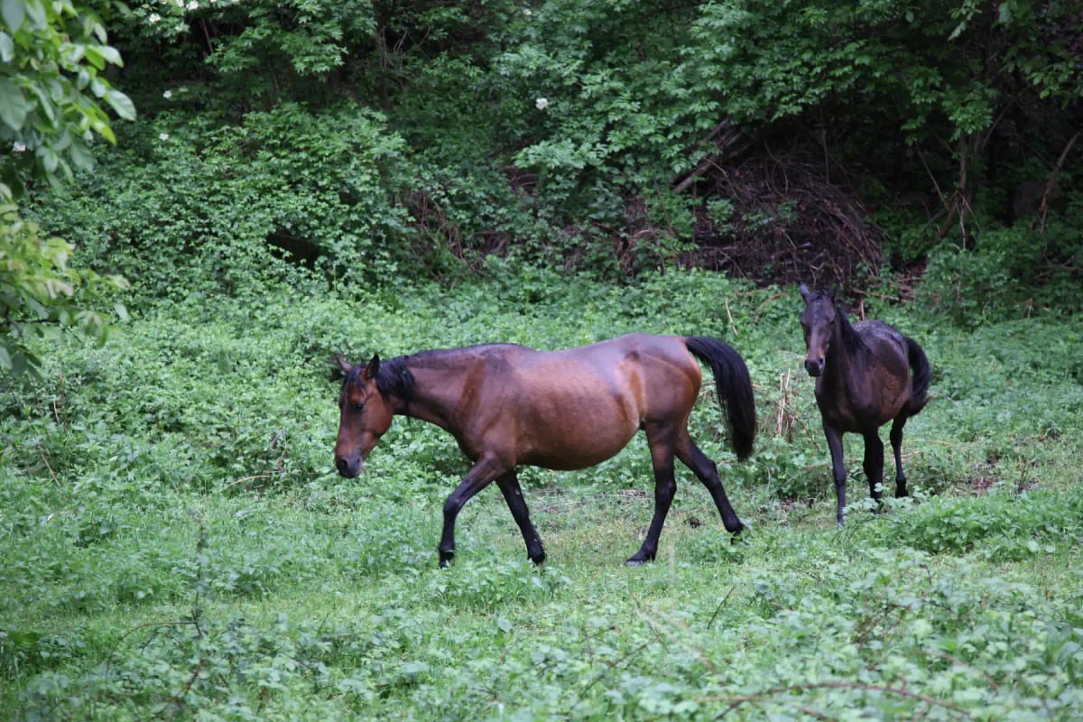 Caballo De Karabaj en la naturaleza